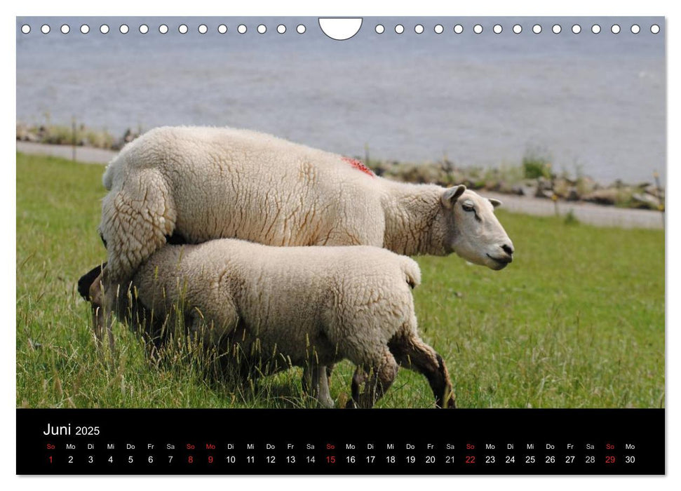 Schafe in Dithmarschen (CALVENDO Wandkalender 2025)