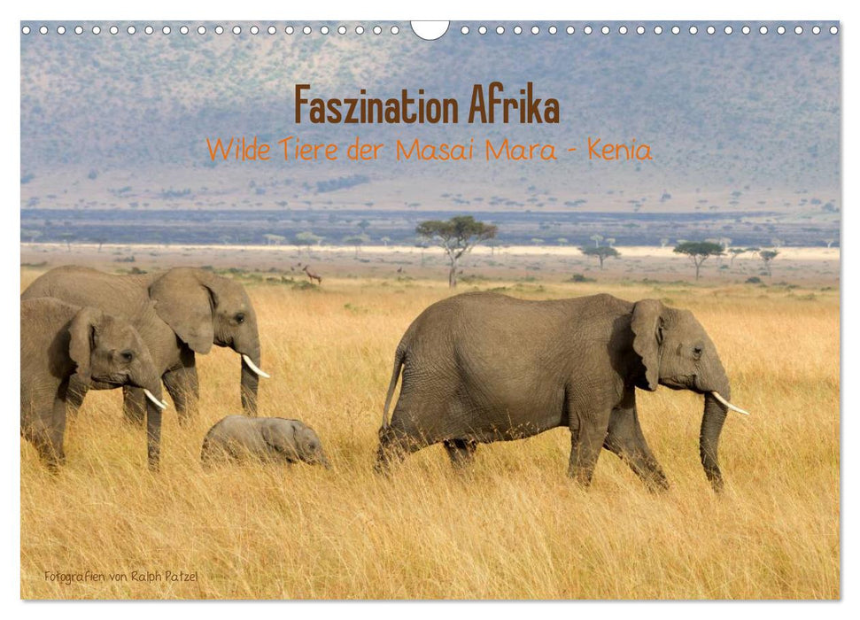 Faszination Afrika - wilde Tiere der Masai Mara - Kenia (CALVENDO Wandkalender 2025)