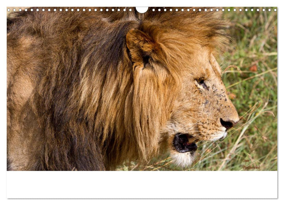 Faszination Afrika - wilde Tiere der Masai Mara - Kenia (CALVENDO Wandkalender 2025)