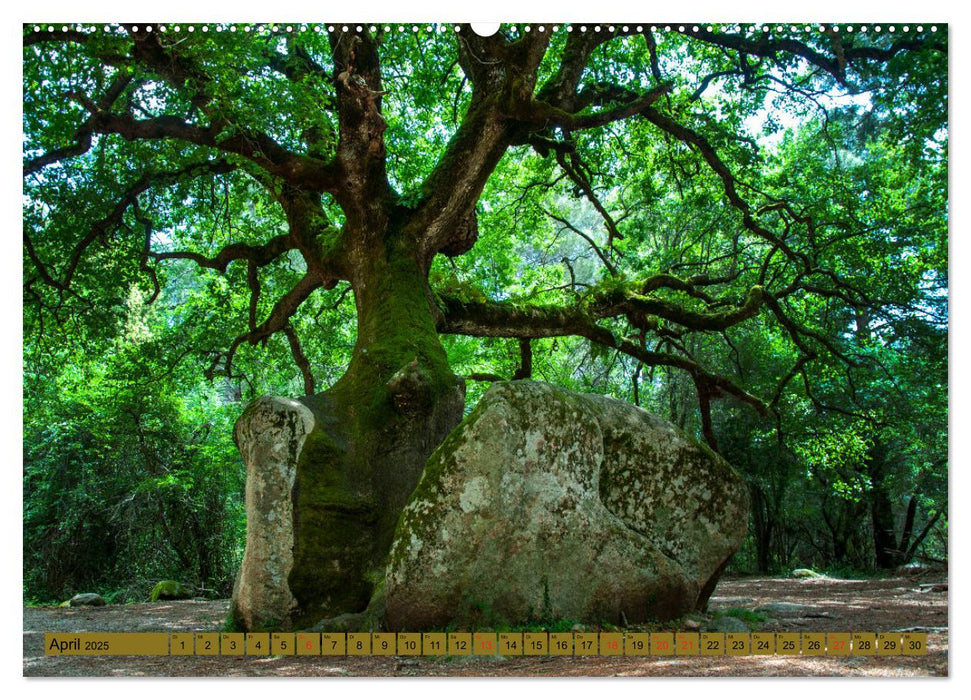 Bäume sind Träume (CALVENDO Premium Wandkalender 2025)