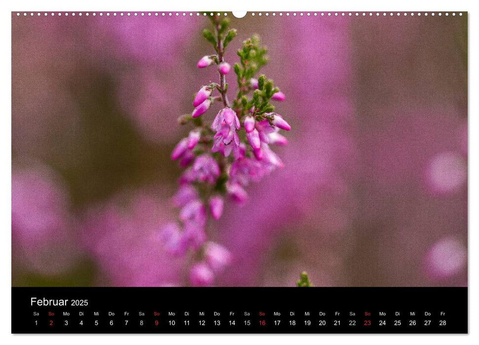 Lüneburger Heide (CALVENDO Premium Wandkalender 2025)