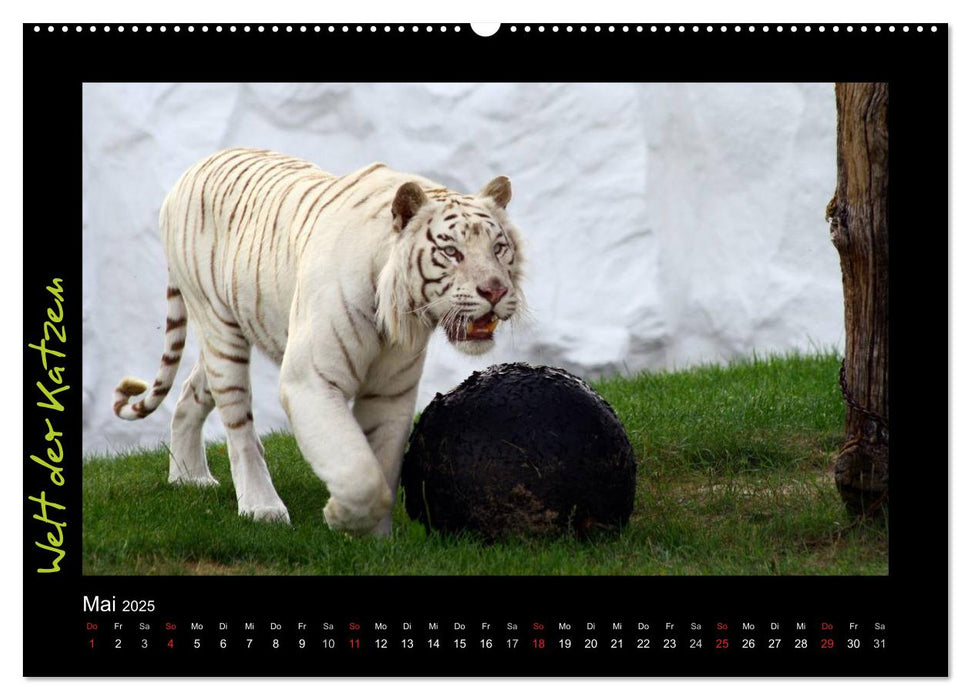 Welt der Katzen - Tiger (CALVENDO Premium Wandkalender 2025)