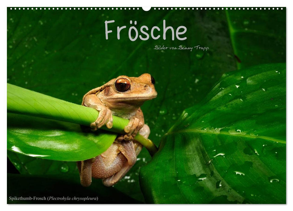 Frösche (CALVENDO Wandkalender 2025)