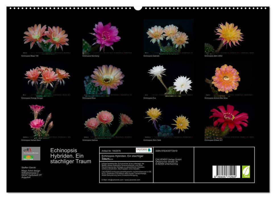 Echinopsis Hybriden. Ein stachliger Traum (CALVENDO Premium Wandkalender 2025)