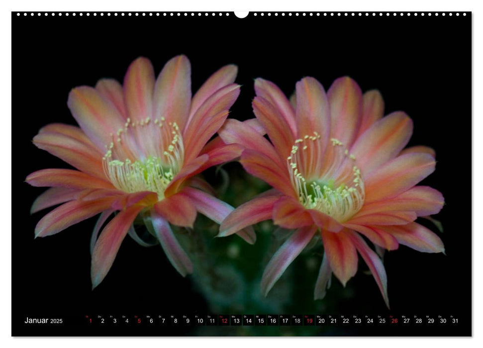 Echinopsis Hybriden. Ein stachliger Traum (CALVENDO Premium Wandkalender 2025)