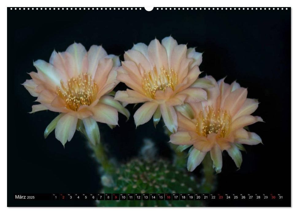 Echinopsis Hybriden. Ein stachliger Traum (CALVENDO Premium Wandkalender 2025)