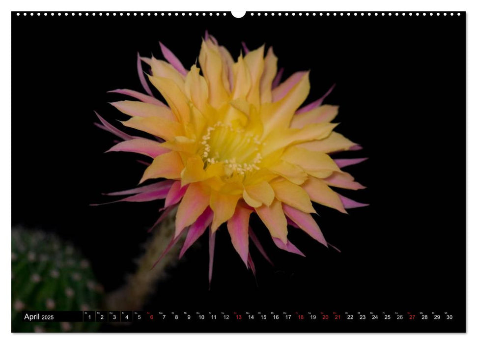 Echinopsis Hybriden. Ein stachliger Traum (CALVENDO Premium Wandkalender 2025)