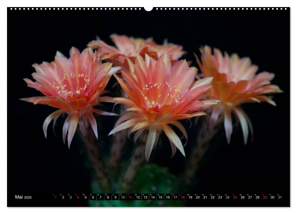 Echinopsis Hybriden. Ein stachliger Traum (CALVENDO Premium Wandkalender 2025)