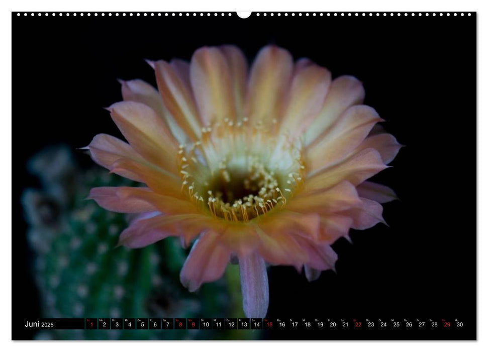 Echinopsis Hybriden. Ein stachliger Traum (CALVENDO Premium Wandkalender 2025)