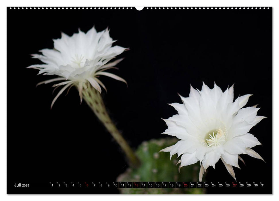 Echinopsis Hybriden. Ein stachliger Traum (CALVENDO Premium Wandkalender 2025)