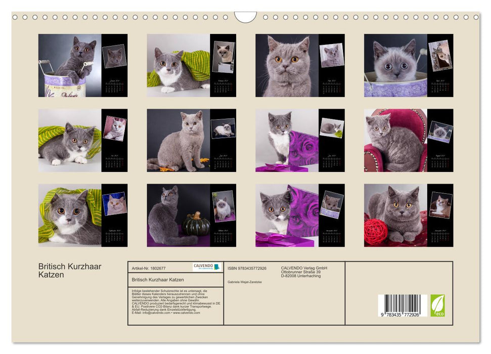 Britisch Kurzhaar Katzen (CALVENDO Wandkalender 2025)