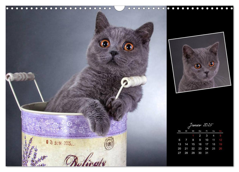 Britisch Kurzhaar Katzen (CALVENDO Wandkalender 2025)