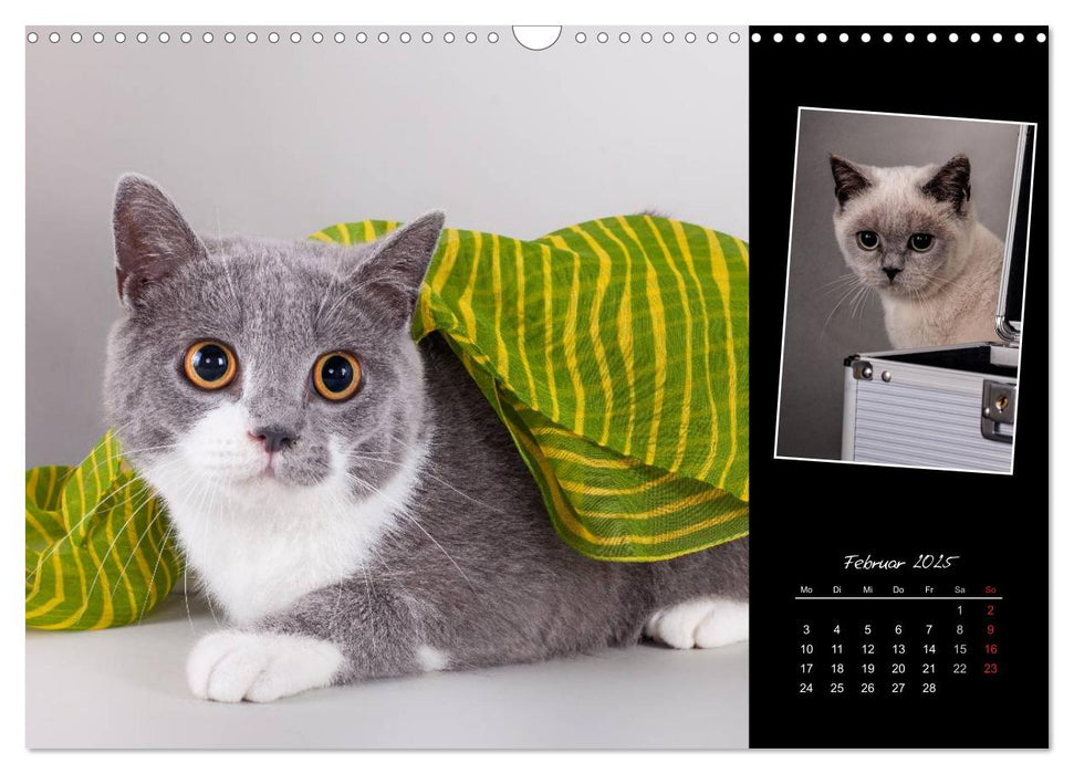 Britisch Kurzhaar Katzen (CALVENDO Wandkalender 2025)