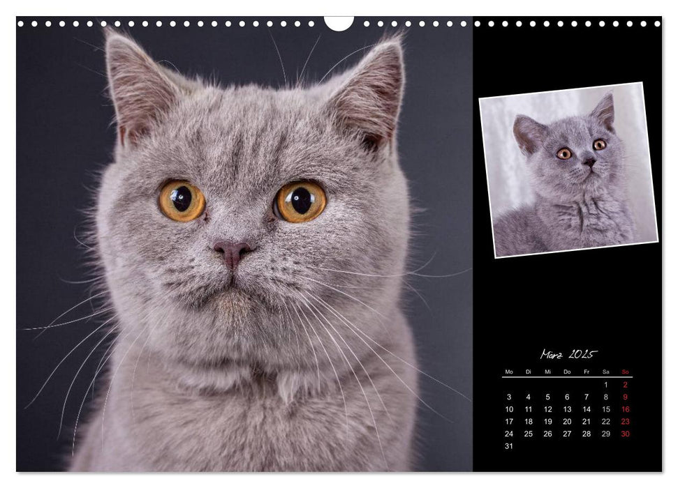 Britisch Kurzhaar Katzen (CALVENDO Wandkalender 2025)