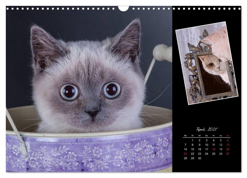 Britisch Kurzhaar Katzen (CALVENDO Wandkalender 2025)