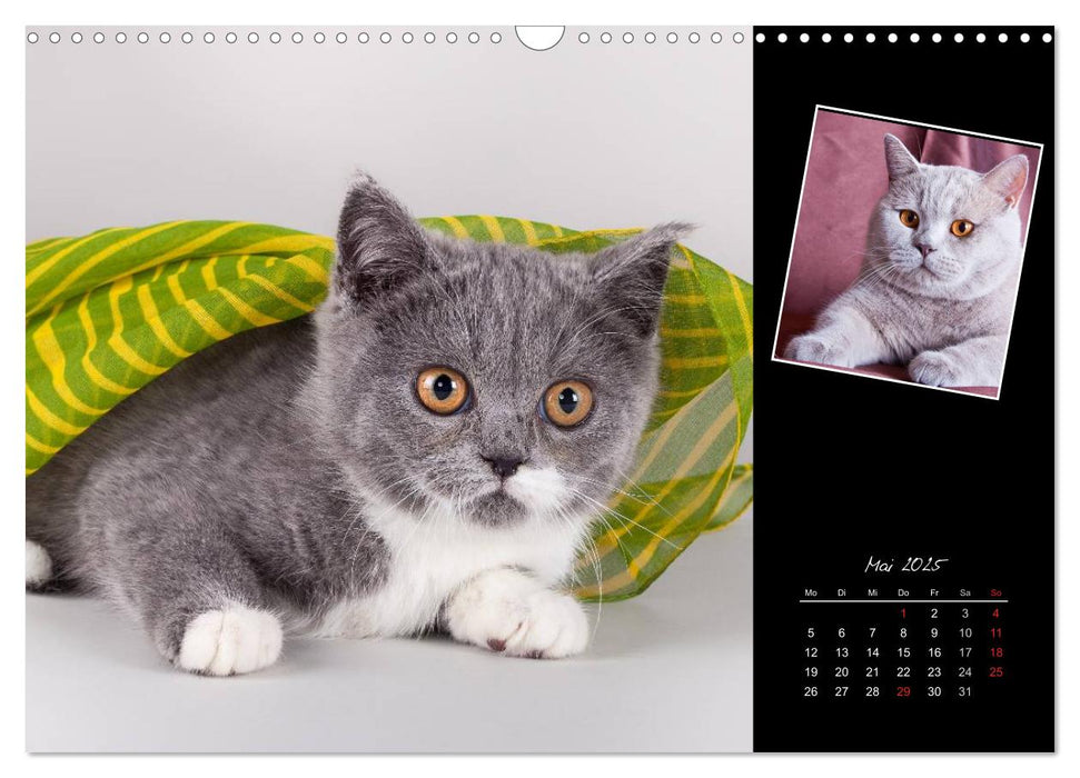 Britisch Kurzhaar Katzen (CALVENDO Wandkalender 2025)