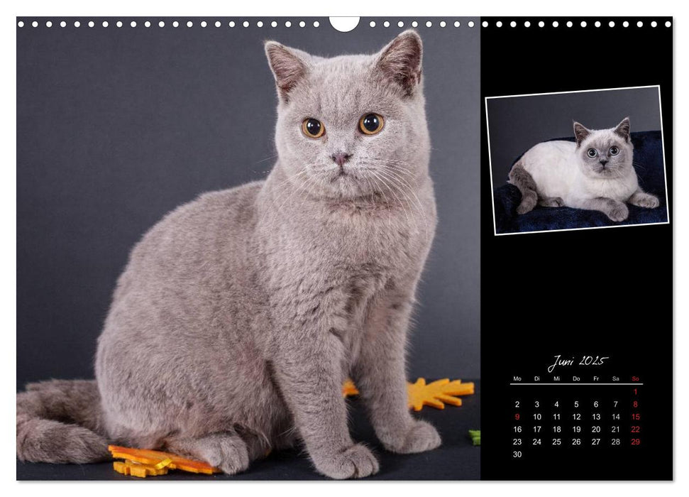 Britisch Kurzhaar Katzen (CALVENDO Wandkalender 2025)