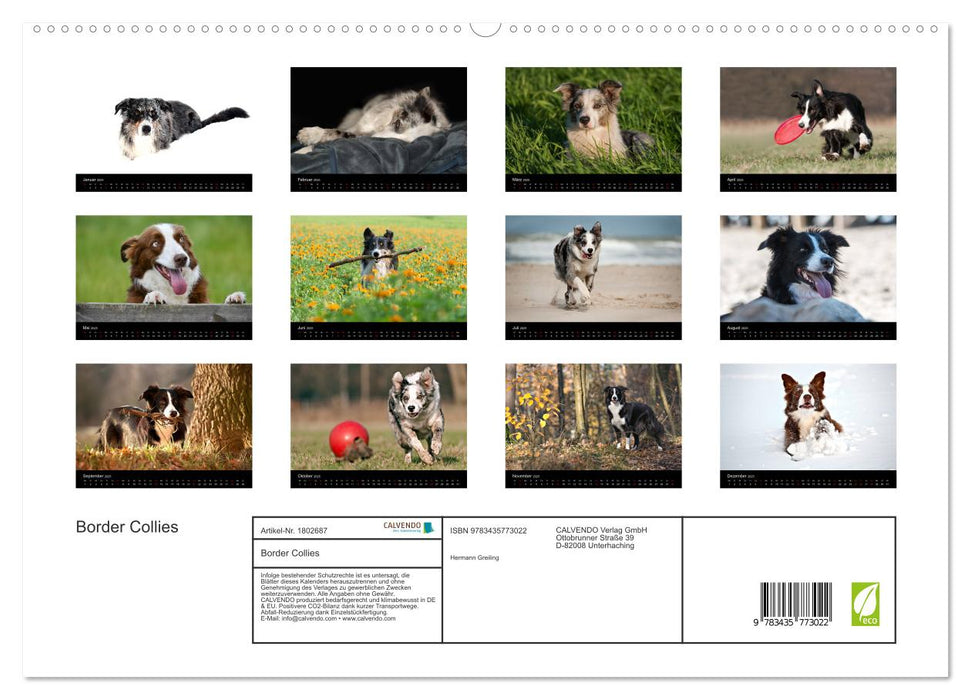 Border Collies (CALVENDO Premium Wandkalender 2025)