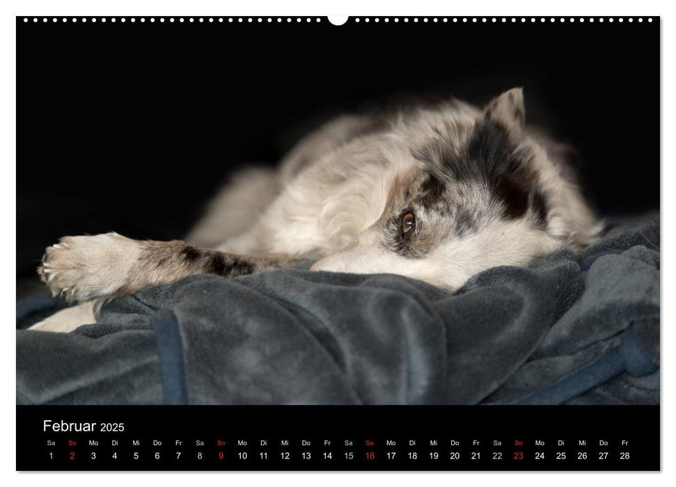 Border Collies (CALVENDO Premium Wandkalender 2025)