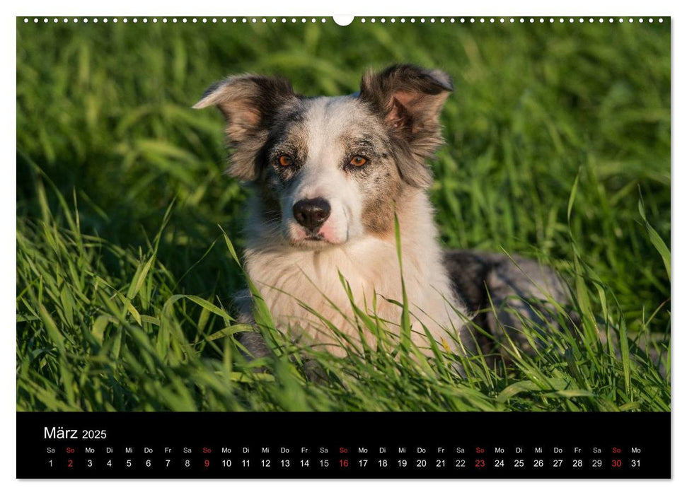 Border Collies (CALVENDO Premium Wandkalender 2025)