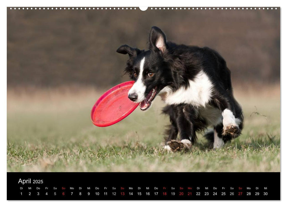 Border Collies (CALVENDO Premium Wandkalender 2025)