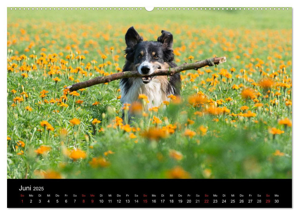 Border Collies (CALVENDO Premium Wandkalender 2025)