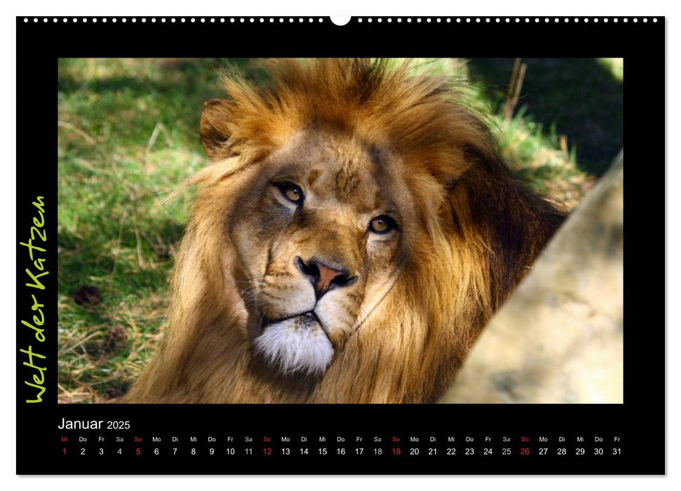 Welt der Katzen - Löwen (CALVENDO Premium Wandkalender 2025)