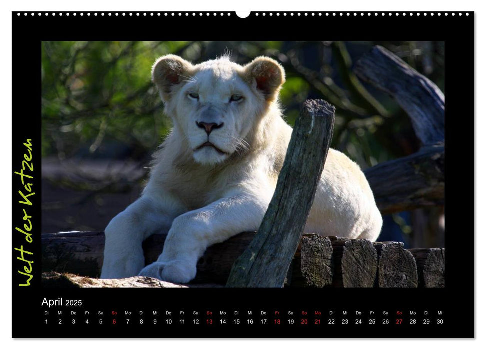 Welt der Katzen - Löwen (CALVENDO Premium Wandkalender 2025)