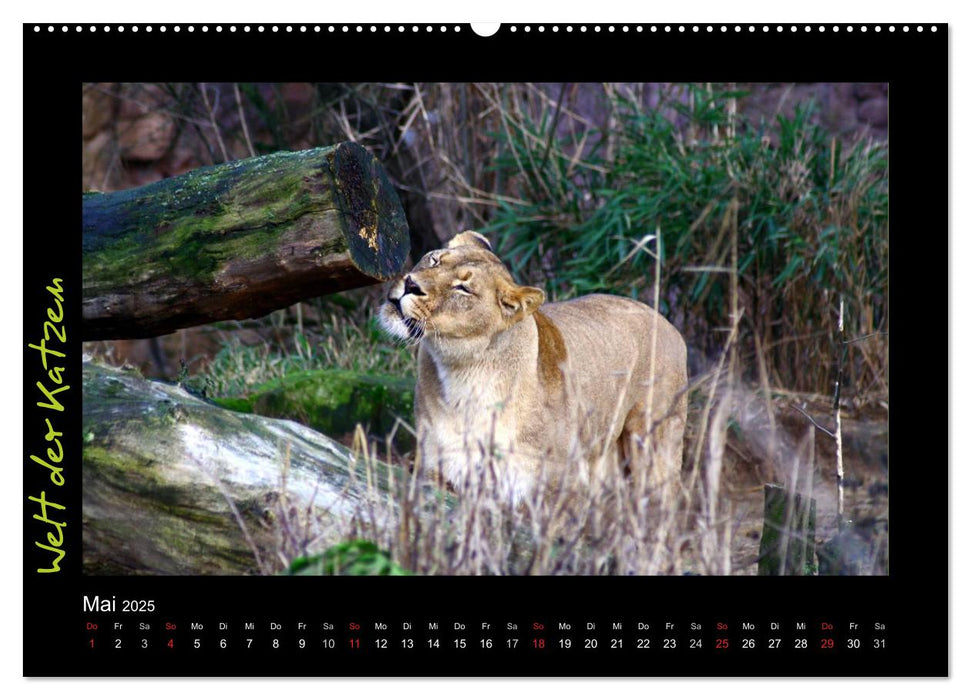 Welt der Katzen - Löwen (CALVENDO Premium Wandkalender 2025)