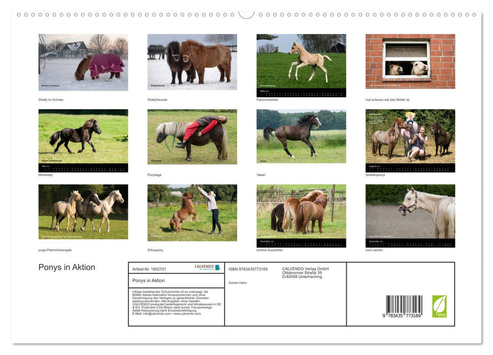 Ponys in Aktion (CALVENDO Premium Wandkalender 2025)