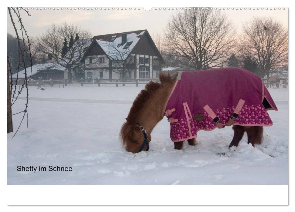 Ponys in Aktion (CALVENDO Premium Wandkalender 2025)