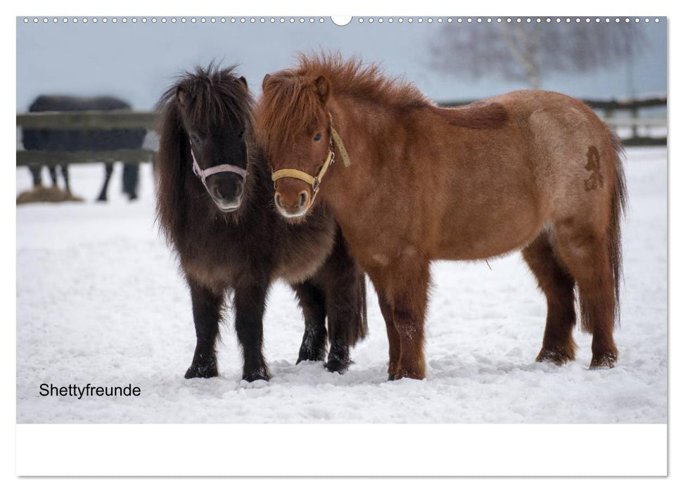 Ponys in Aktion (CALVENDO Premium Wandkalender 2025)