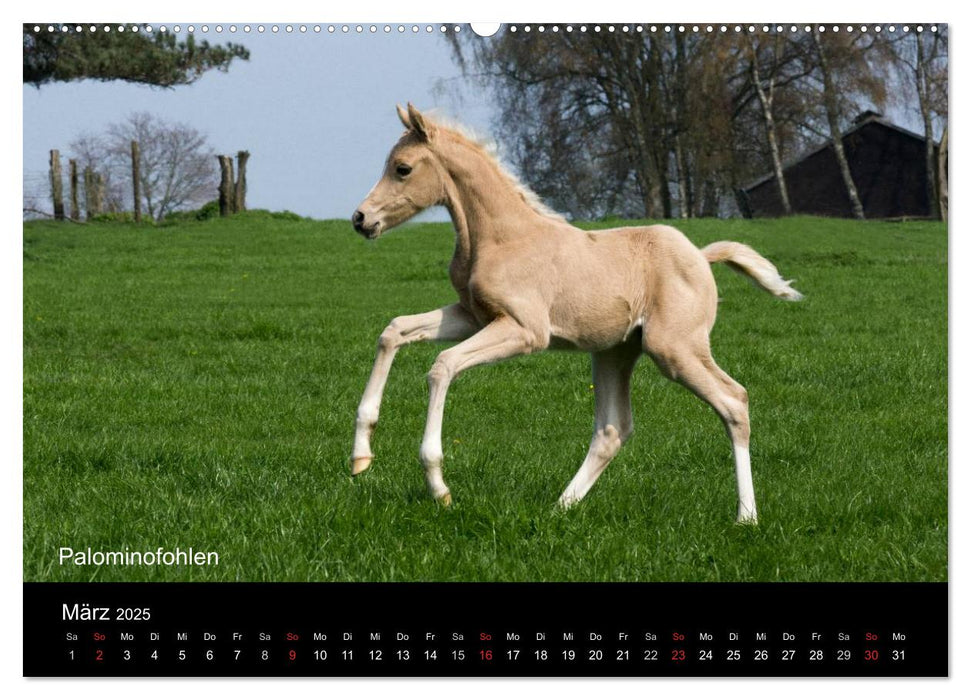 Ponys in Aktion (CALVENDO Premium Wandkalender 2025)