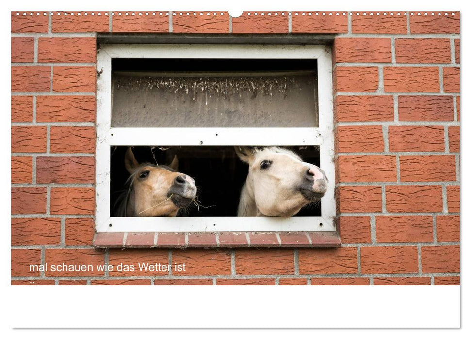 Ponys in Aktion (CALVENDO Premium Wandkalender 2025)