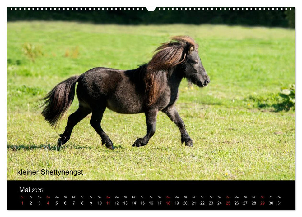 Ponys in Aktion (CALVENDO Premium Wandkalender 2025)