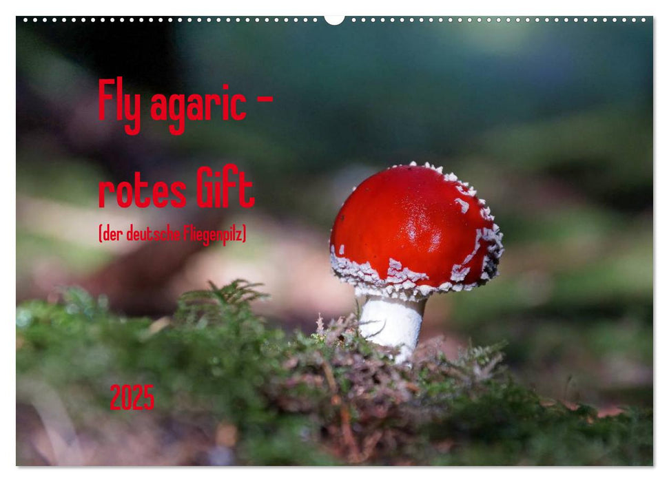 Fly agaric - rotes Gift (CALVENDO Wandkalender 2025)