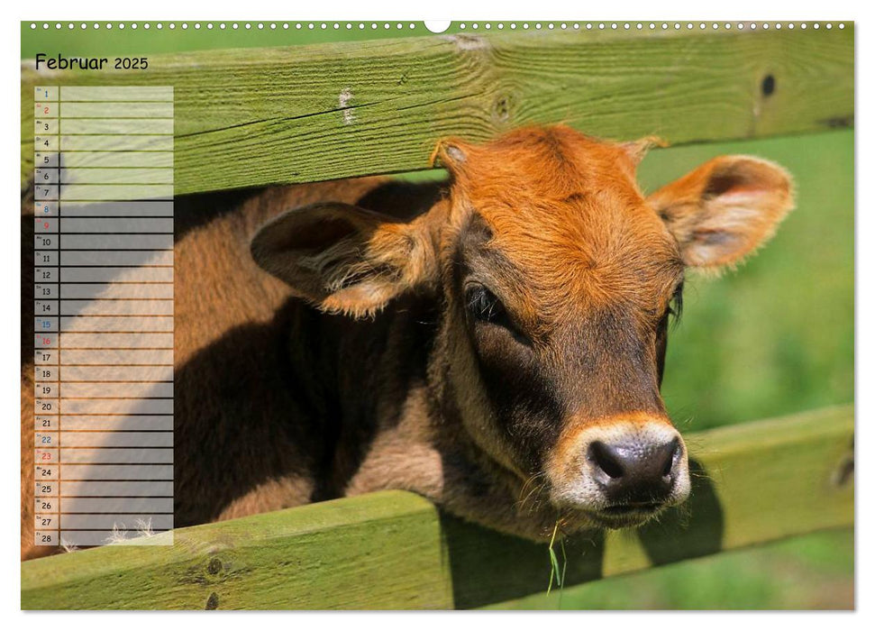 Rinder auf dem Lande (CALVENDO Wandkalender 2025)