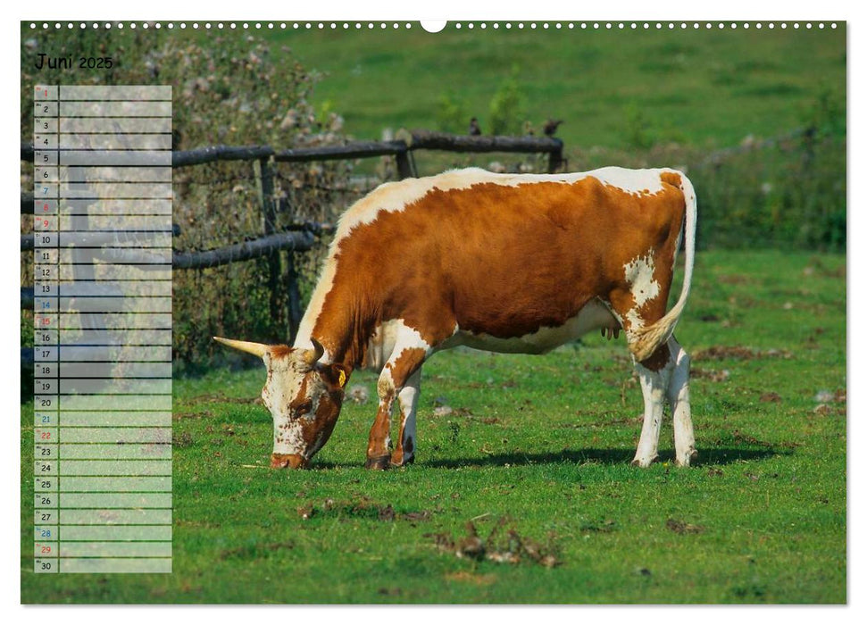 Rinder auf dem Lande (CALVENDO Wandkalender 2025)