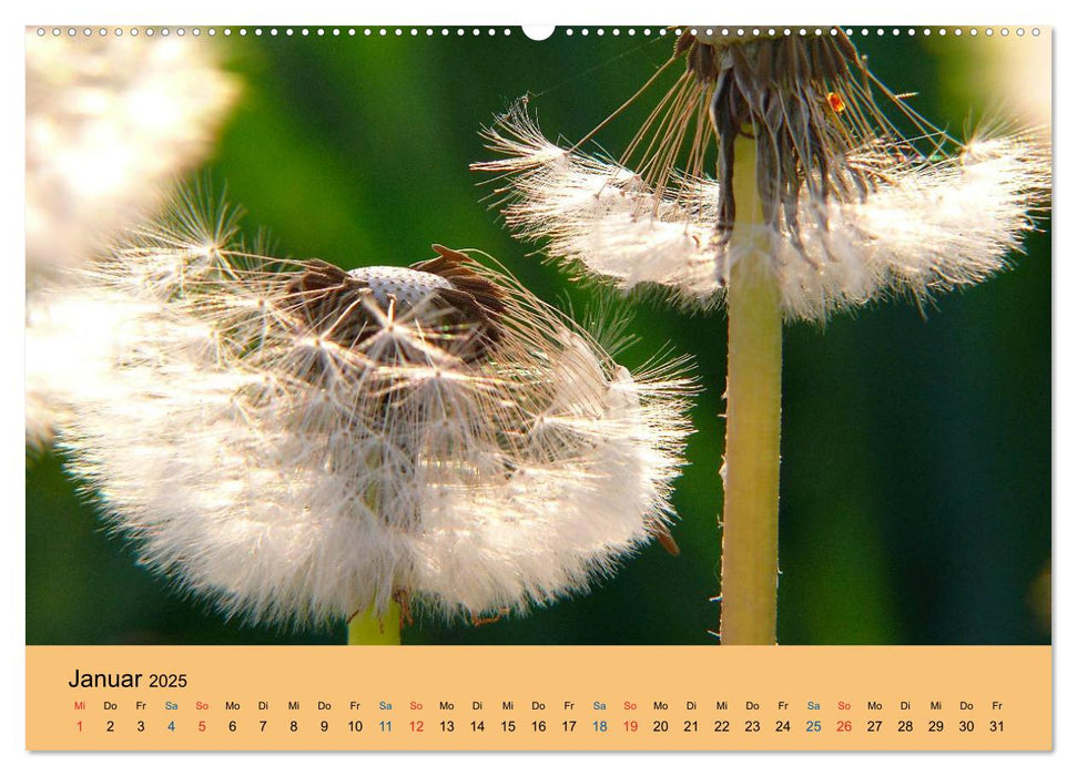 Wildblumen 2025 (CALVENDO Wandkalender 2025)