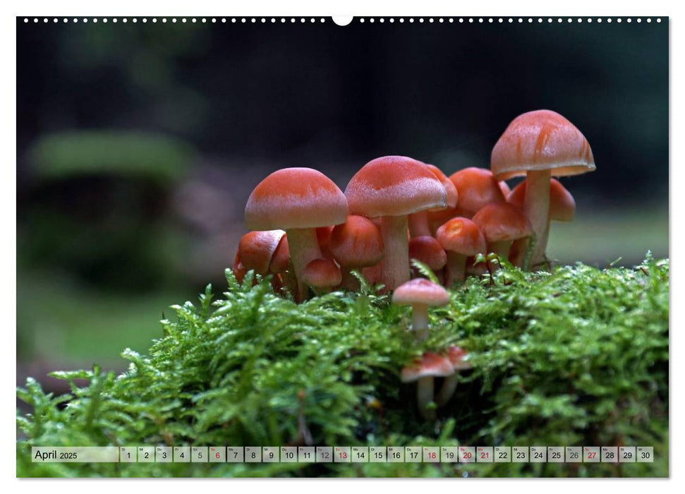 Waldpilz-Impressionen (CALVENDO Premium Wandkalender 2025)