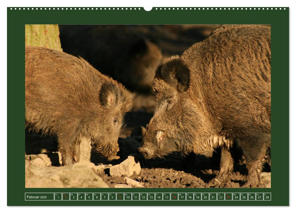 Schweinkram - Die Wildschweine sind los (CALVENDO Premium Wandkalender 2025)