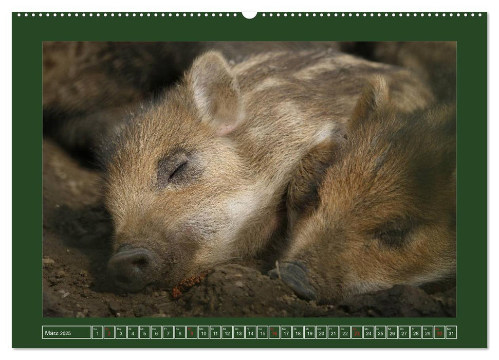 Schweinkram - Die Wildschweine sind los (CALVENDO Premium Wandkalender 2025)