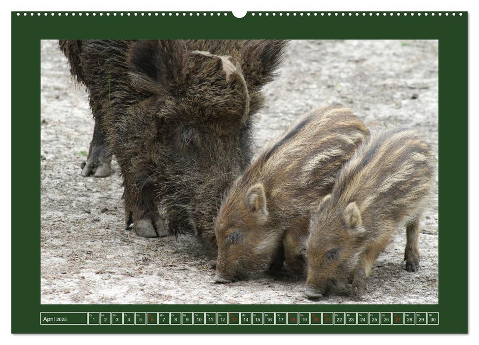 Schweinkram - Die Wildschweine sind los (CALVENDO Premium Wandkalender 2025)