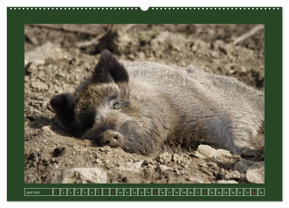 Schweinkram - Die Wildschweine sind los (CALVENDO Premium Wandkalender 2025)