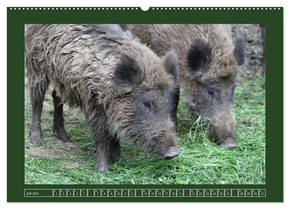 Schweinkram - Die Wildschweine sind los (CALVENDO Premium Wandkalender 2025)