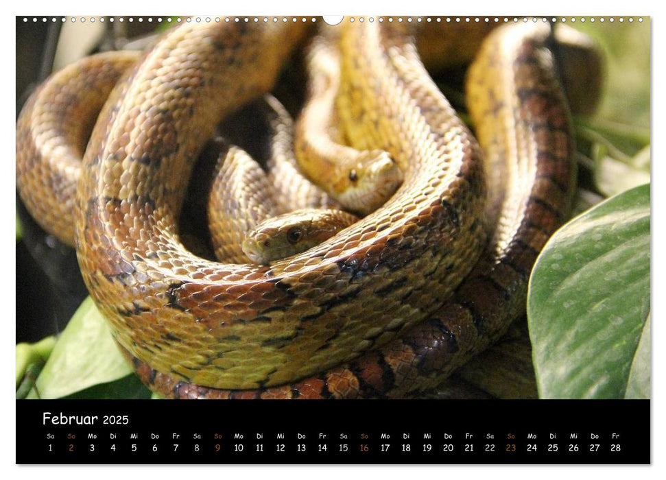 Reptilien 2025 (CALVENDO Wandkalender 2025)
