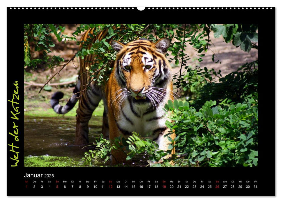 Welt der Katzen - Tiger (CALVENDO Wandkalender 2025)