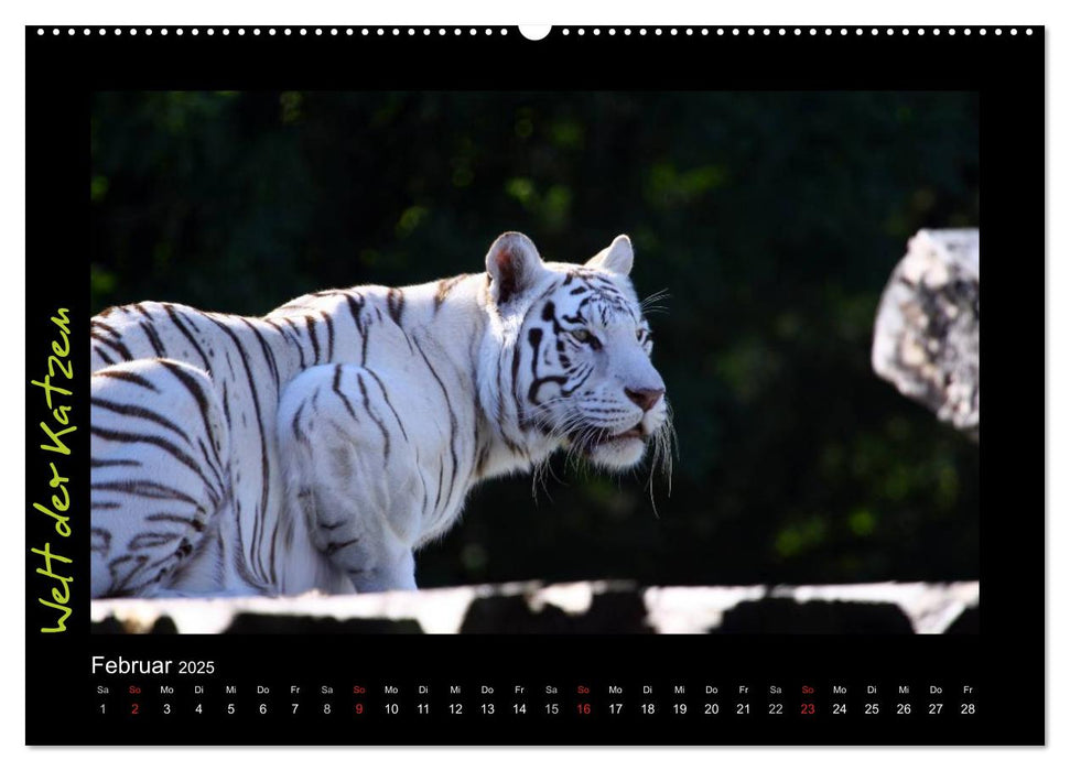 Welt der Katzen - Tiger (CALVENDO Wandkalender 2025)