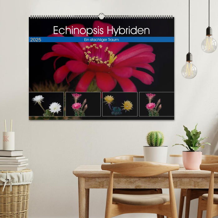 Echinopsis Hybriden. Ein stachliger Traum (CALVENDO Wandkalender 2025)