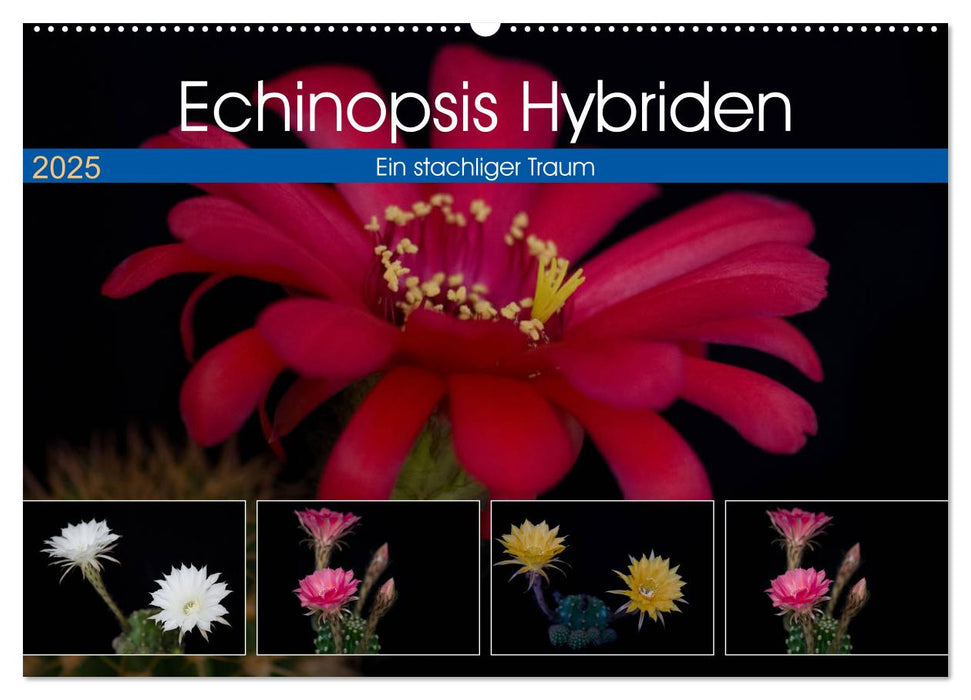 Echinopsis Hybriden. Ein stachliger Traum (CALVENDO Wandkalender 2025)